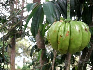 garcinia-cambogia